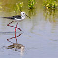 Black-winged Stilt (Himantopus himantopus)