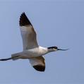 Pied Avocet (Recurvirostra avosetta)