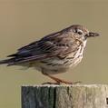 Eurasian Skylark (Alauda arvensis)