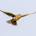 Eurasian Skylark (Alauda arvensis)
