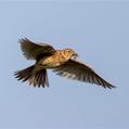 Eurasian Skylark (Alauda arvensis)