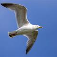 European Herring Gull (Larus argentatus)