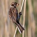 Common Reed Bunting (Emberiza schoeniclus)