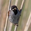 Common Reed Bunting (Emberiza schoeniclus)