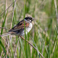 Common Reed Bunting (Emberiza schoeniclus)