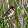 Common Reed Bunting (Emberiza schoeniclus)