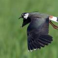 Northern Lapwing (Vanellus vanellus)