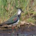 Northern Lapwing (Vanellus vanellus)