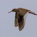 Common Redshank (Tringa totanus)