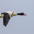 Common Shelduck (Tadorna tadorna)