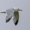 European Herring Gull (Larus argentatus)