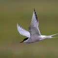Common Tern (Sterna hirundo)