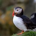 Atlantic Puffin (Fratercula arctica)