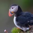 Atlantic Puffin (Fratercula arctica)