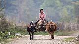 Bullock Cart, Kachin State, Myanmar