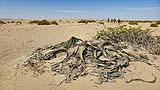 Welwitschia, Namibia