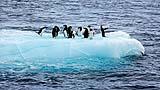 Adélie Penguins