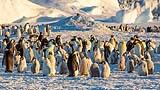 Emperor Penguins